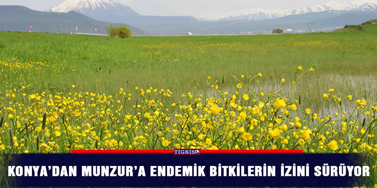Konya’dan Munzur’a endemik bitkilerin izini sürüyor