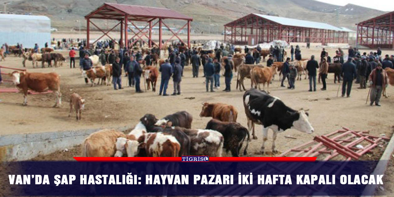 Van’da şap hastalığı: Hayvan pazarı iki hafta kapalı olacak