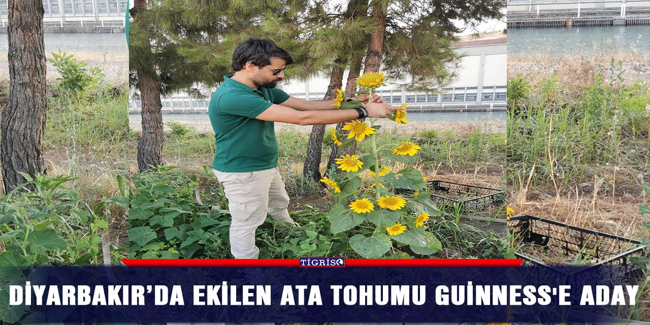 Diyarbakır’da ekilen ata tohumu Guinness'e aday
