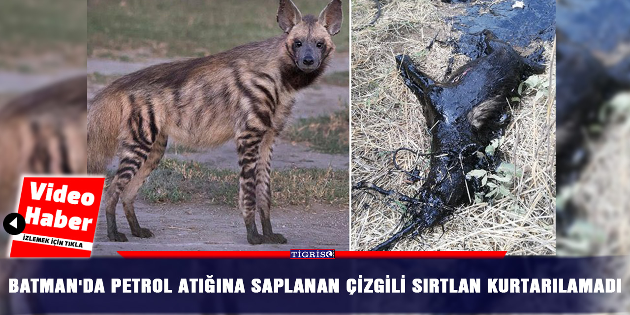 VİDEO- Batman'da petrol atığına saplanan çizgili sırtlan kurtarılamadı