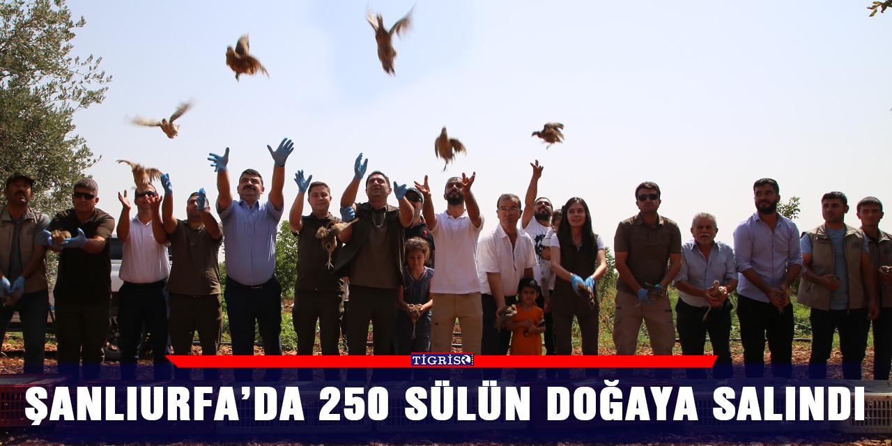 Şanlıurfa’da 250 Sülün doğaya salındı