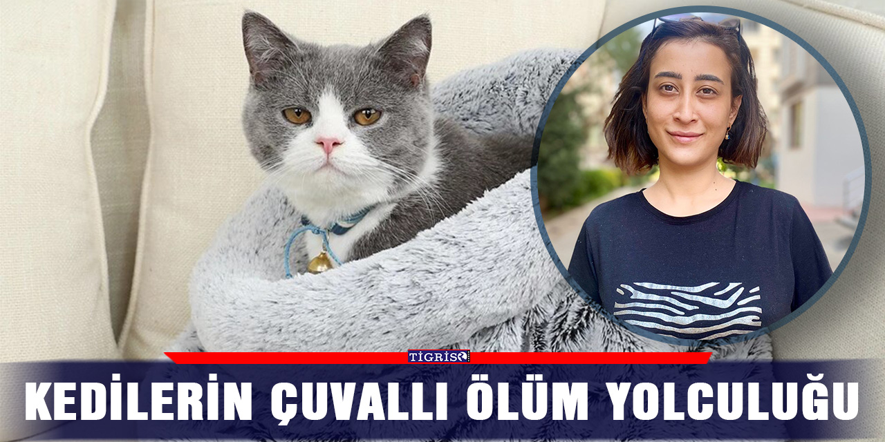 VİDEO - Kedilerin çuvallı ölüm yolculuğu