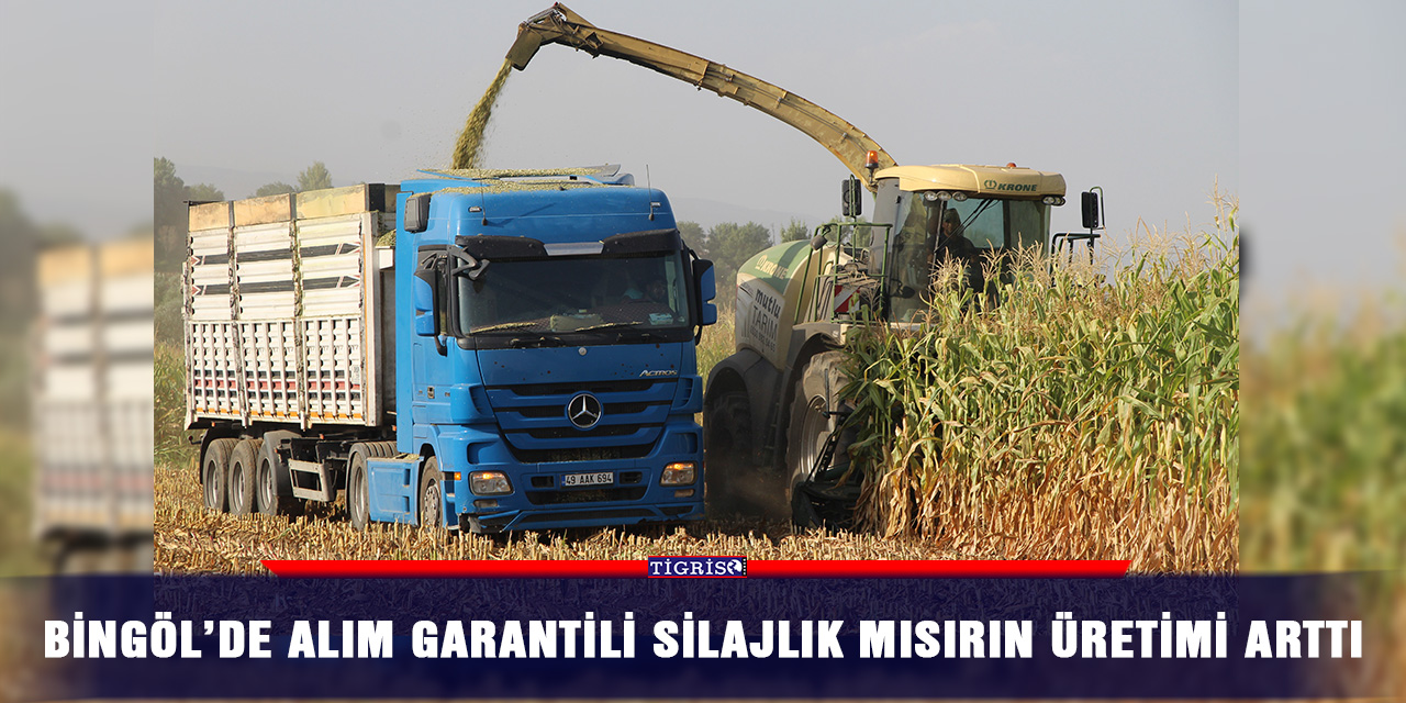 Bingöl’de alım garantili silajlık mısırın üretimi arttı