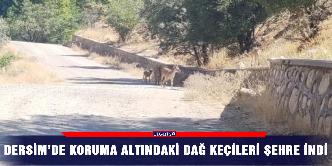 Dersim’de koruma altındaki dağ keçileri şehre indi