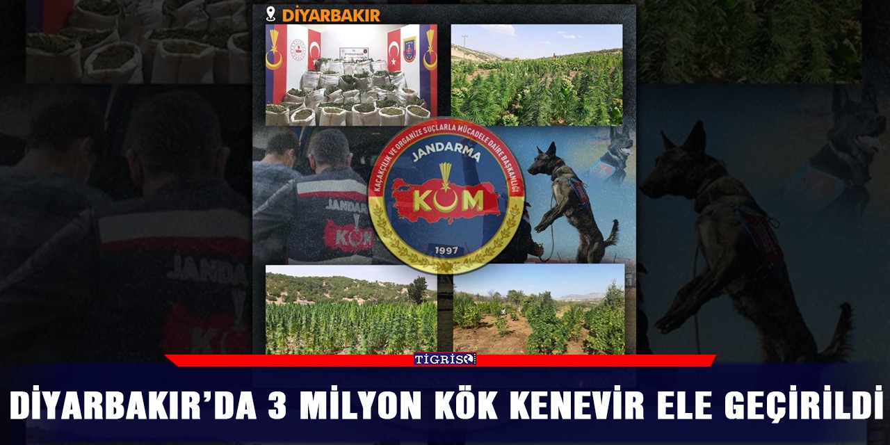 Diyarbakır’da 3 milyon kök kenevir ele geçirildi