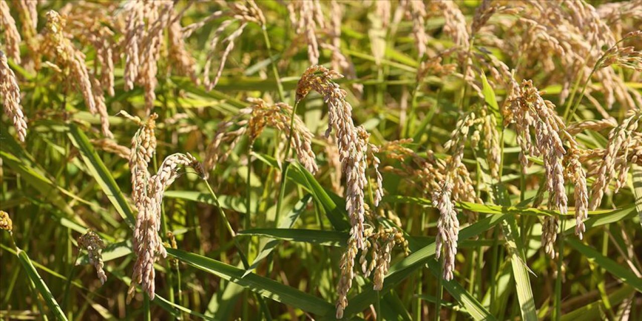 TMO, 2022 çeltik alım fiyatlarını açıkladı