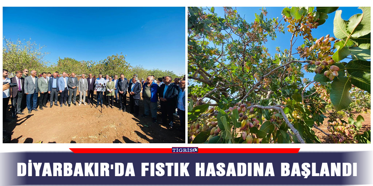 Diyarbakır'da fıstık hasadına başlandı
