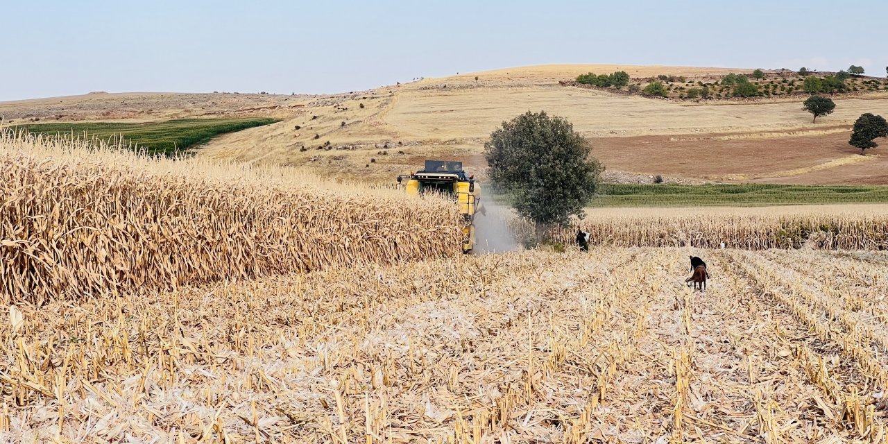 Mazıdağı’da ilk mısır hasadı başladı