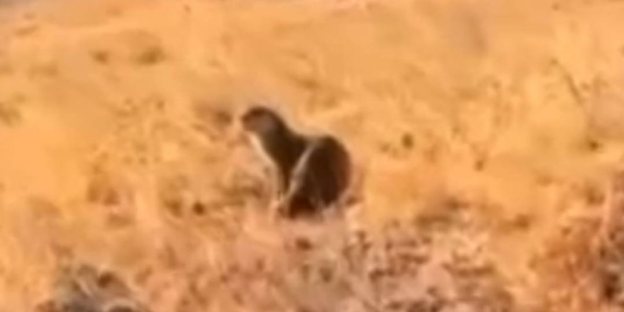 Batman’da su samuru görüldü