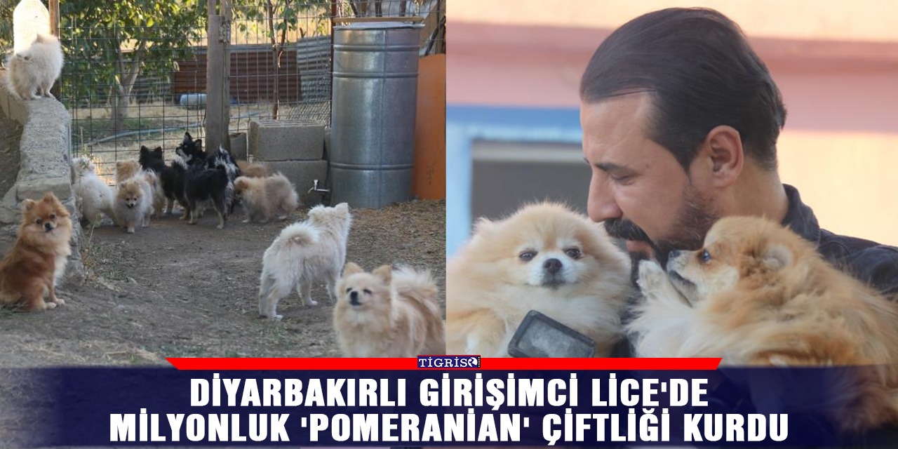VİDEO - Diyarbakırlı girişimci Lice'de milyonluk 'Pomeranian' çiftliği  kurdu