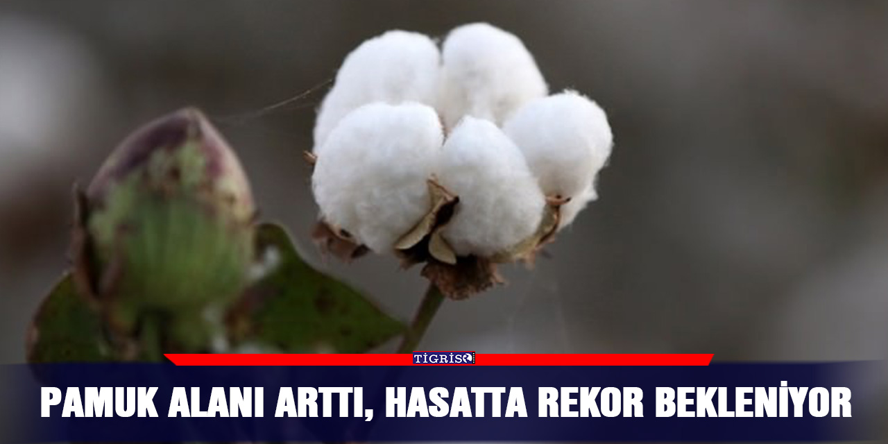 Pamuk alanı arttı, hasatta rekor bekleniyor