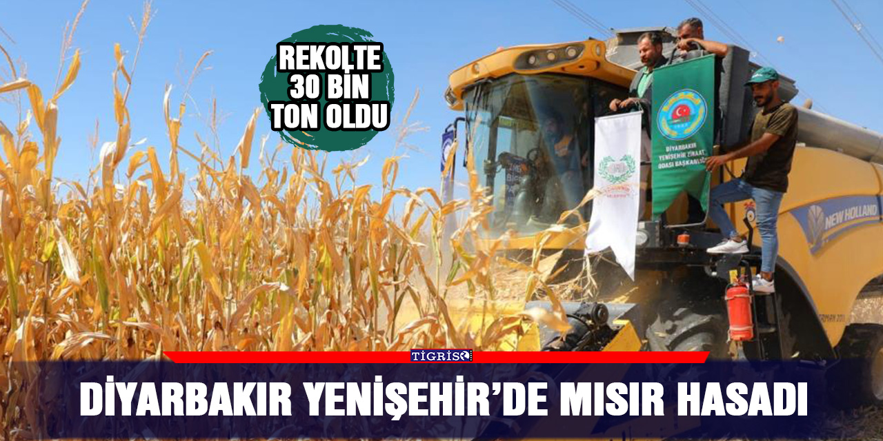 Diyarbakır Yenişehir’de mısır hasadı