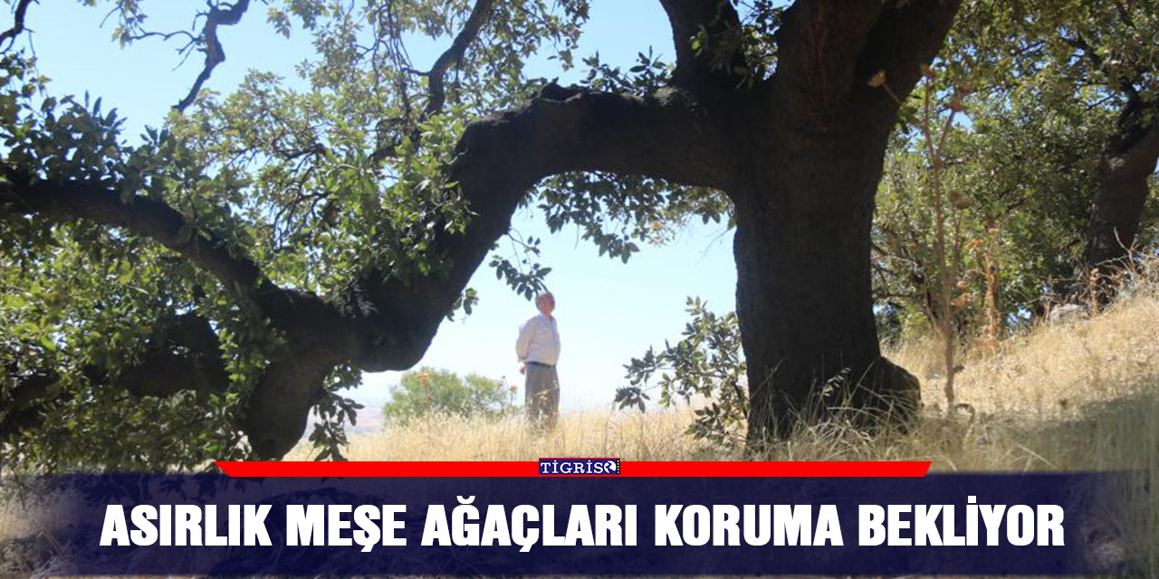 Asırlık meşe ağaçları koruma bekliyor