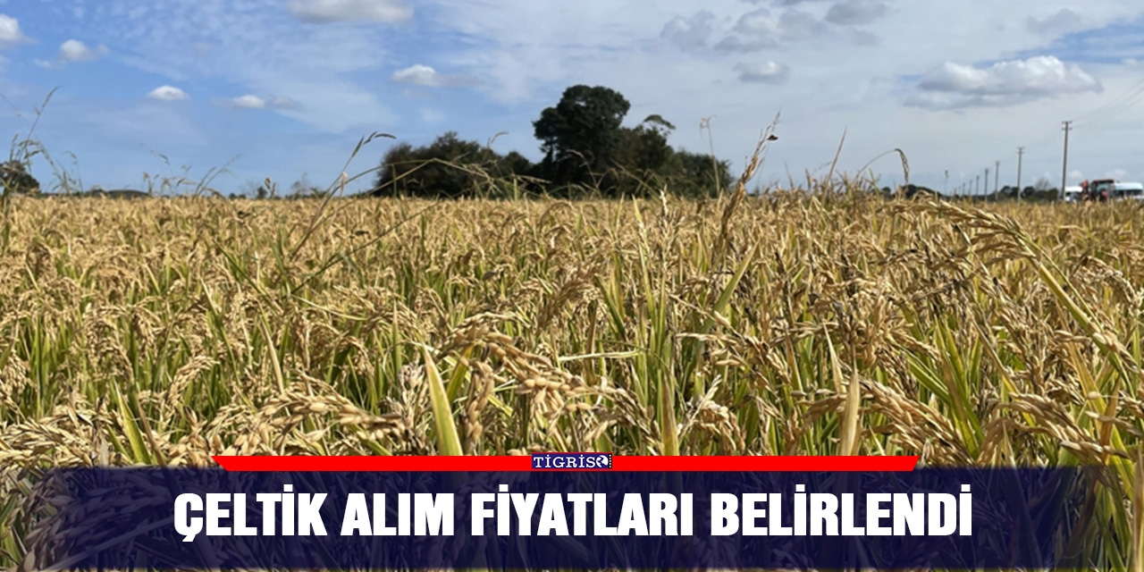 Çeltik alım fiyatları belirlendi
