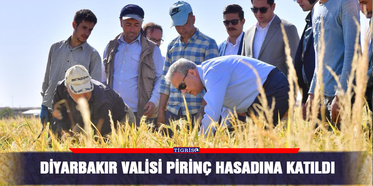 Diyarbakır Valisi pirinç hasadına katıldı