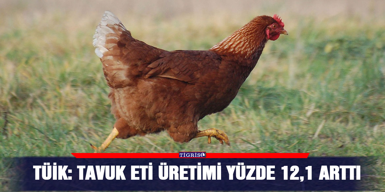 TÜİK: Tavuk eti üretimi yüzde 12,1 arttı
