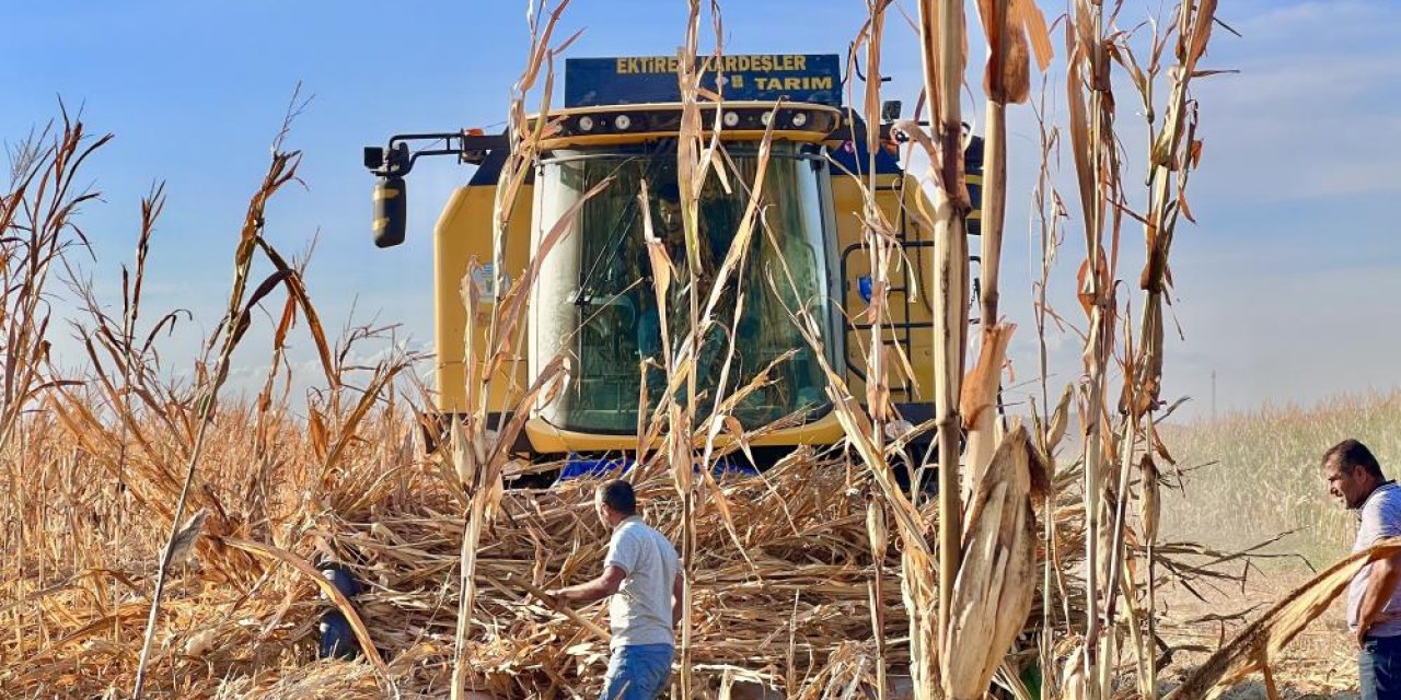 Şiddetli rüzgar mısırları vurdu, çiftçi verim kaybı yaşadı!