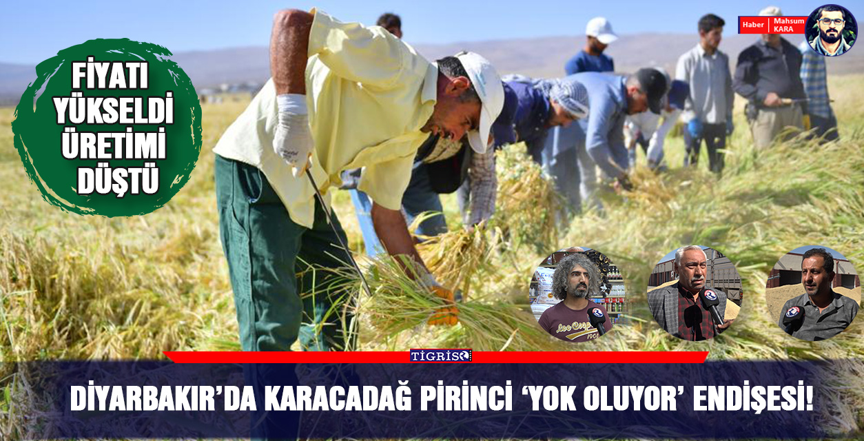 VİDEO - Diyarbakır’da Karacadağ pirinci ‘Yok oluyor’ endişesi!