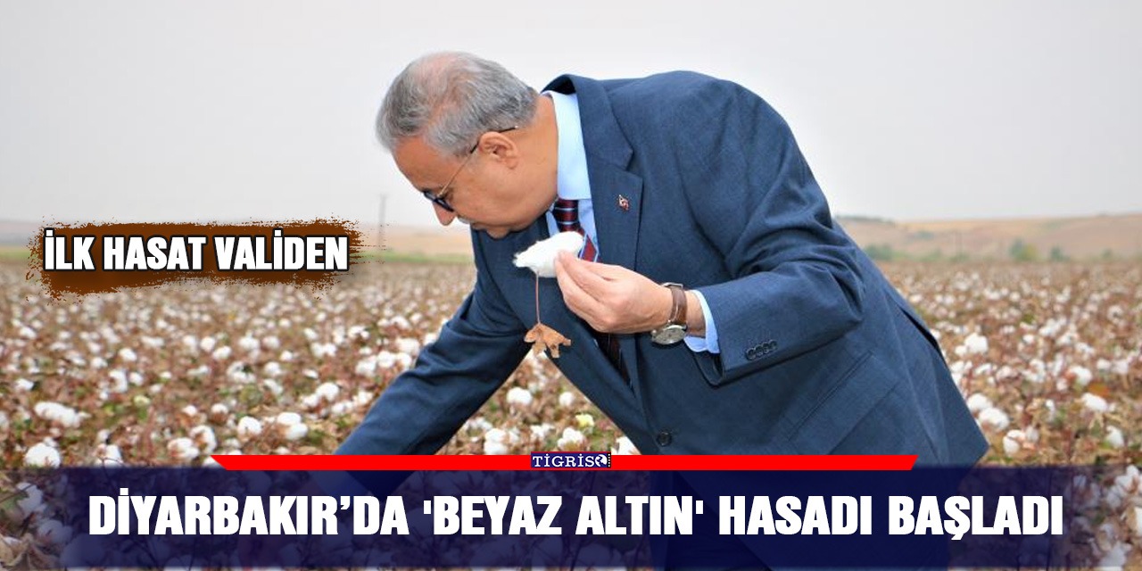 Diyarbakır’da 'beyaz altın' hasadı başladı
