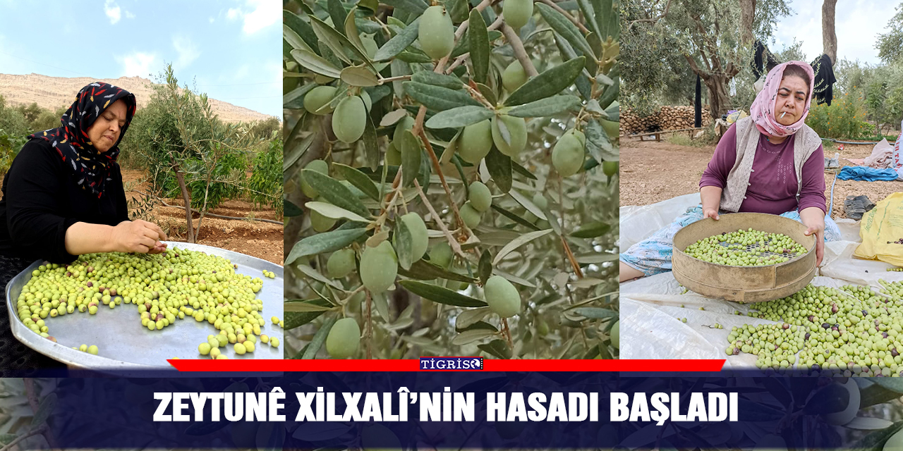 'Zeytunê Xilxalî'nin hasadı başladı