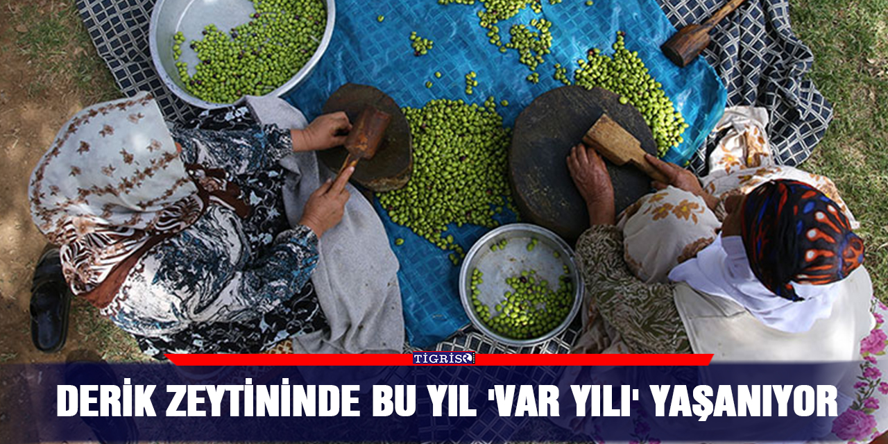 Derik zeytininde bu yıl 'var yılı ' yaşanıyor