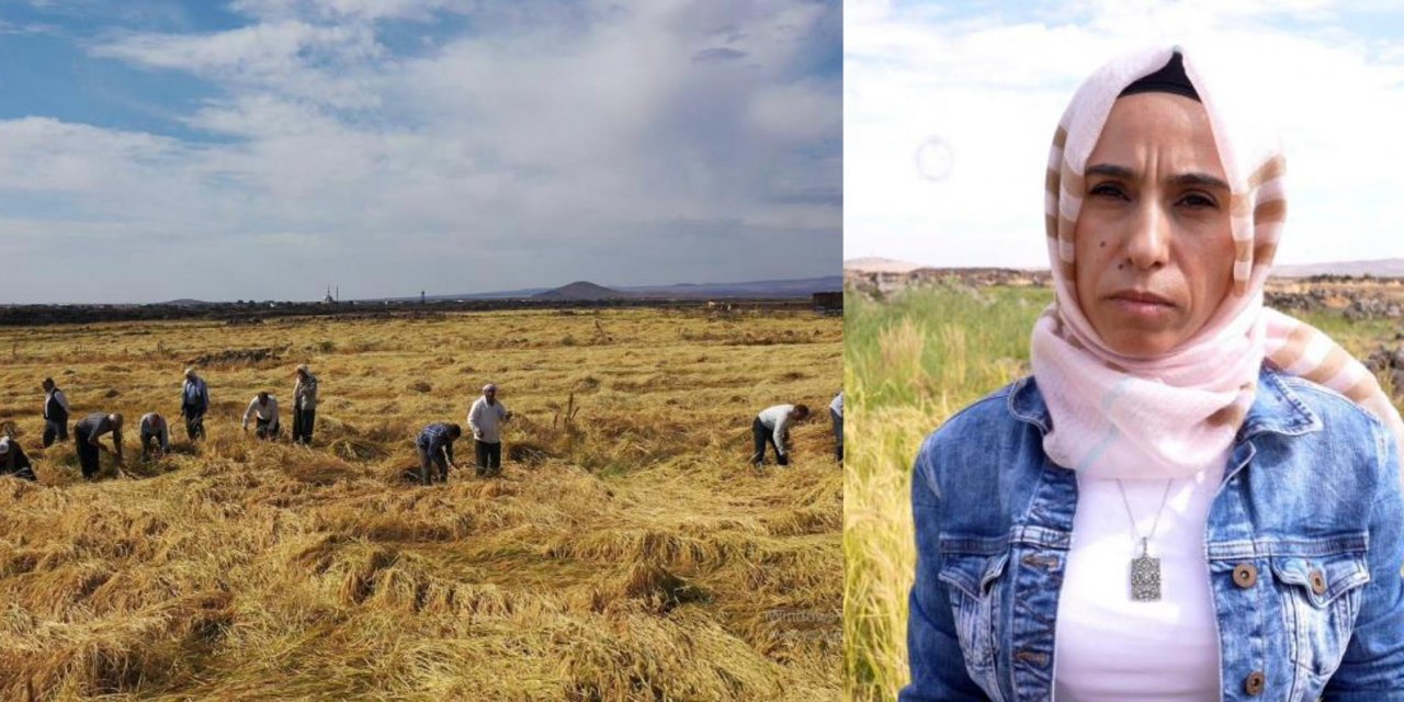 Diyarbakır’da lavların içerisinde tek kadın pirinç üreticisi