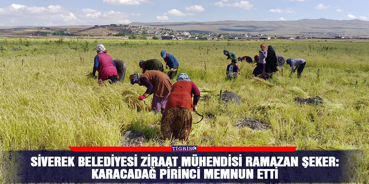 Karacadağ pirincinde yüksek verim üreticisini sevindirdi.