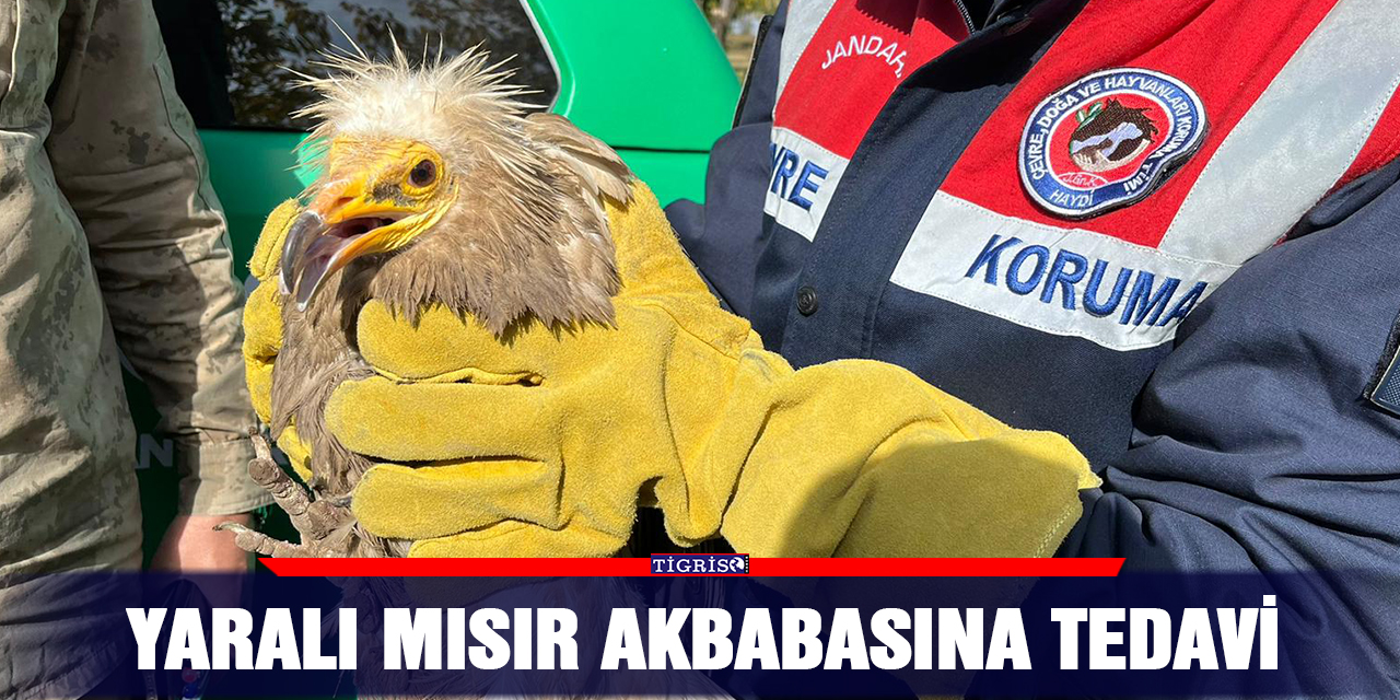 Yaralı mısır akbabasına tedavi