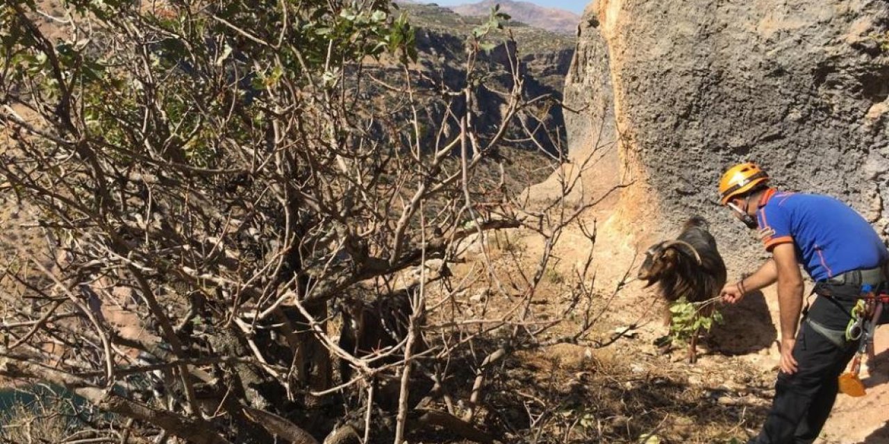 Diyarbakır’da uçurumda mahsur kalan keçiler kurtarıldı