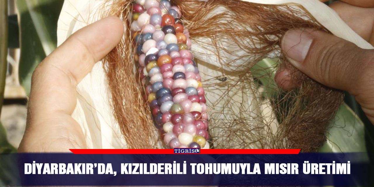 Diyarbakır’da, Kızılderili tohumuyla Mısır üretimi
