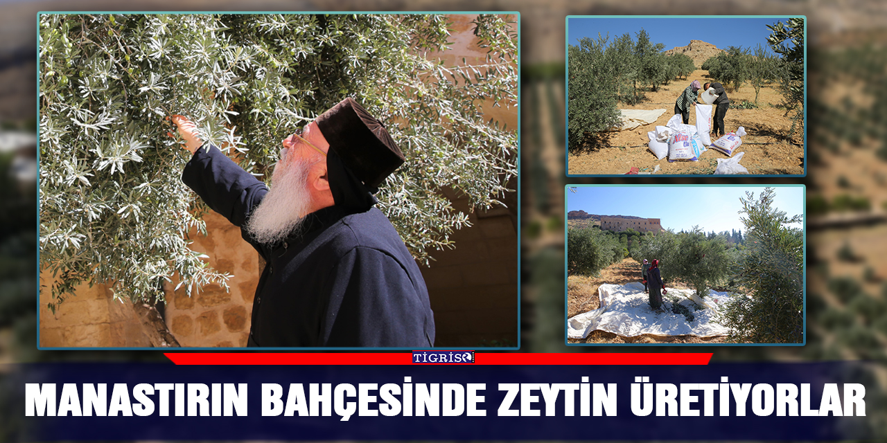 Manastırın bahçesinde zeytin üretiyorlar