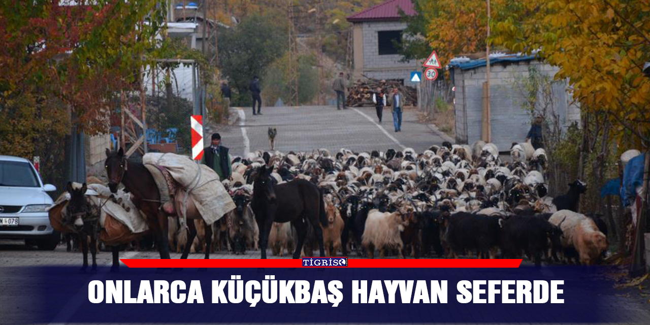 Onlarca küçükbaş hayvan yayla seferinde