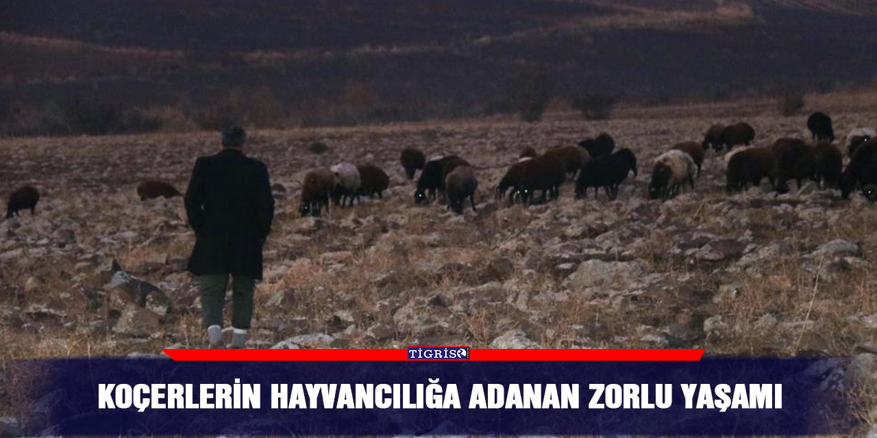 Koçerlerin hayvancılığa adanan zorlu yaşamı
