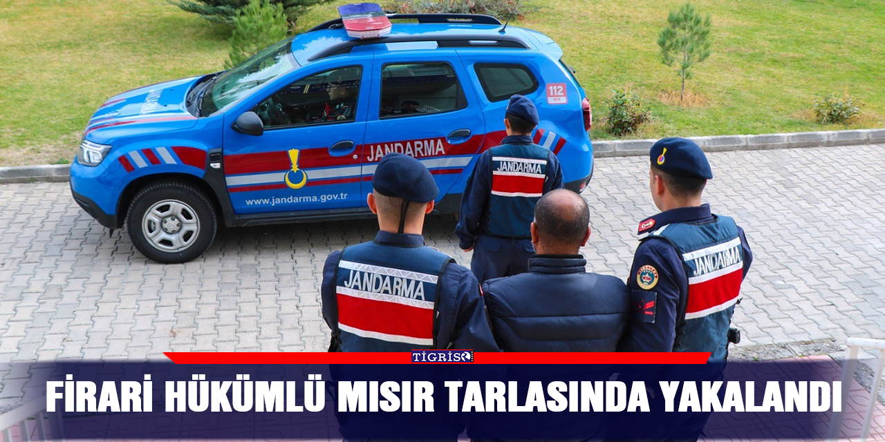 Firari hükümlü mısır tarlasında yakalandı