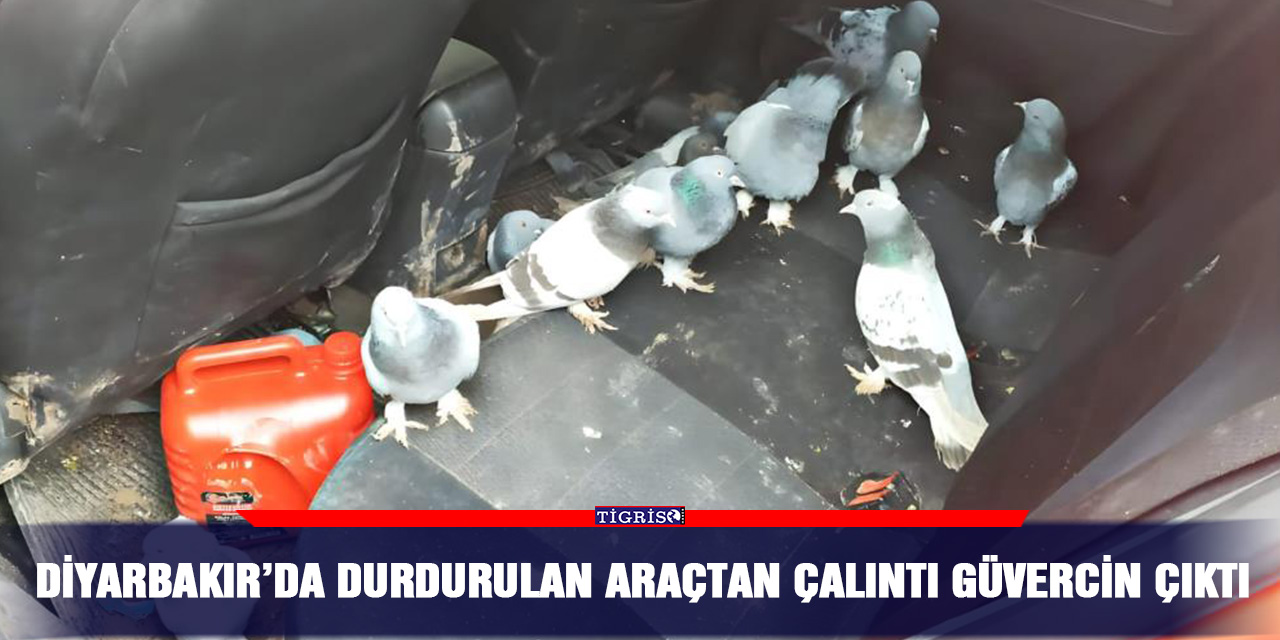 Diyarbakır’da durdurulan araçtan çalıntı güvercin çıktı