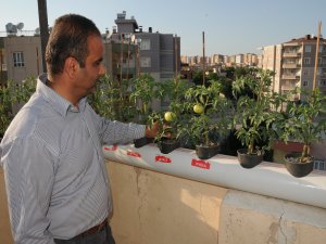 Terasında topraksız sera kurdu