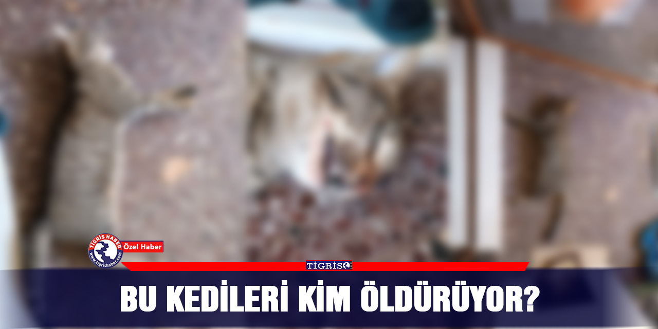 Bu kedileri kim öldürüyor?