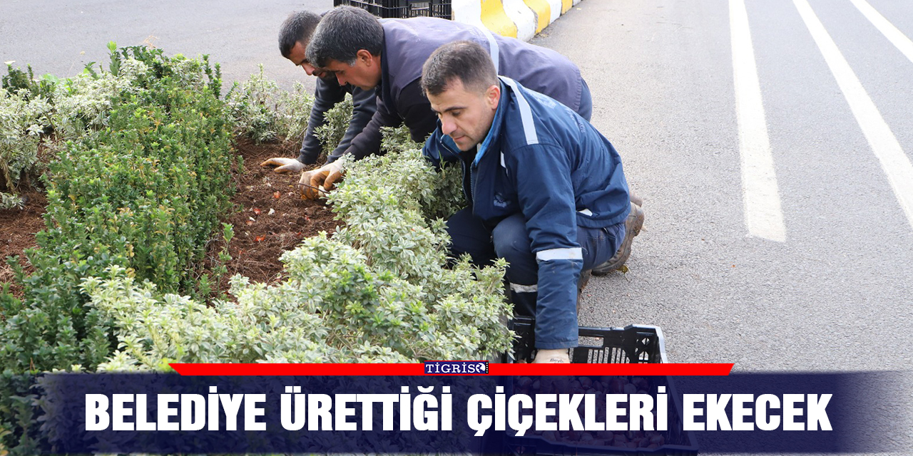 Belediye ürettiği çiçekleri ekecek