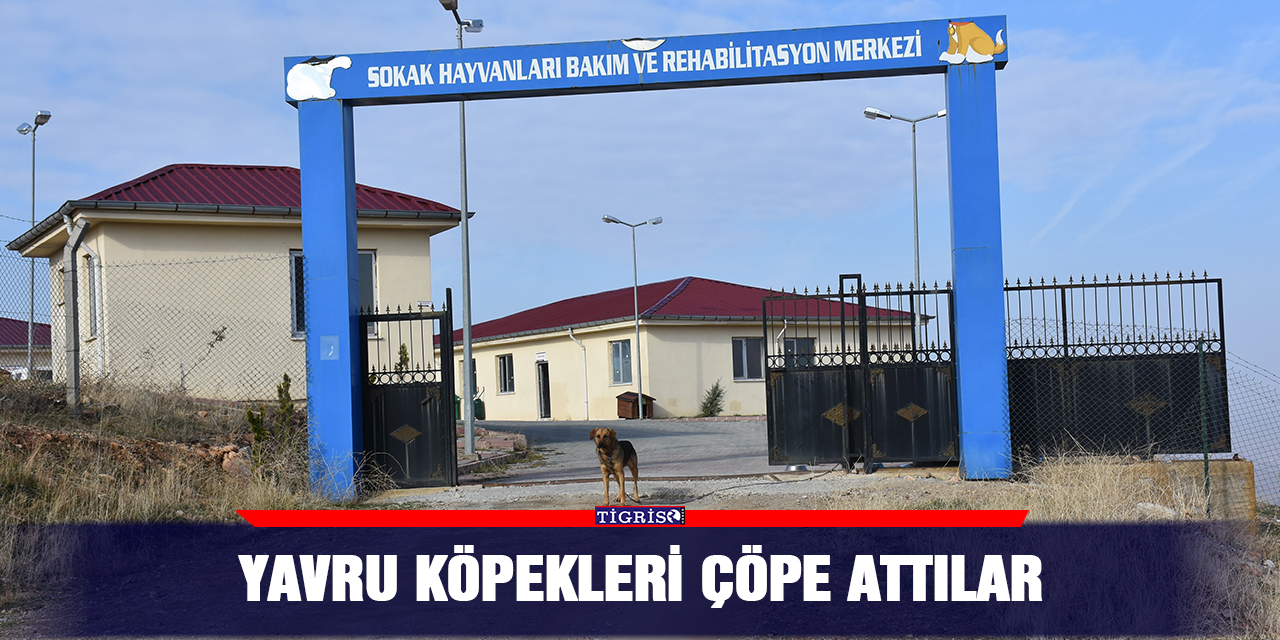 Yavru köpekleri çöpe attılar