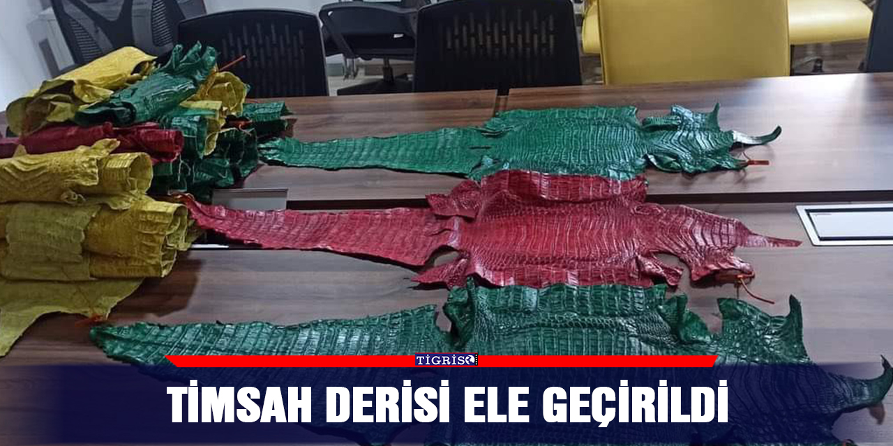 Timsah derisi ele geçirildi