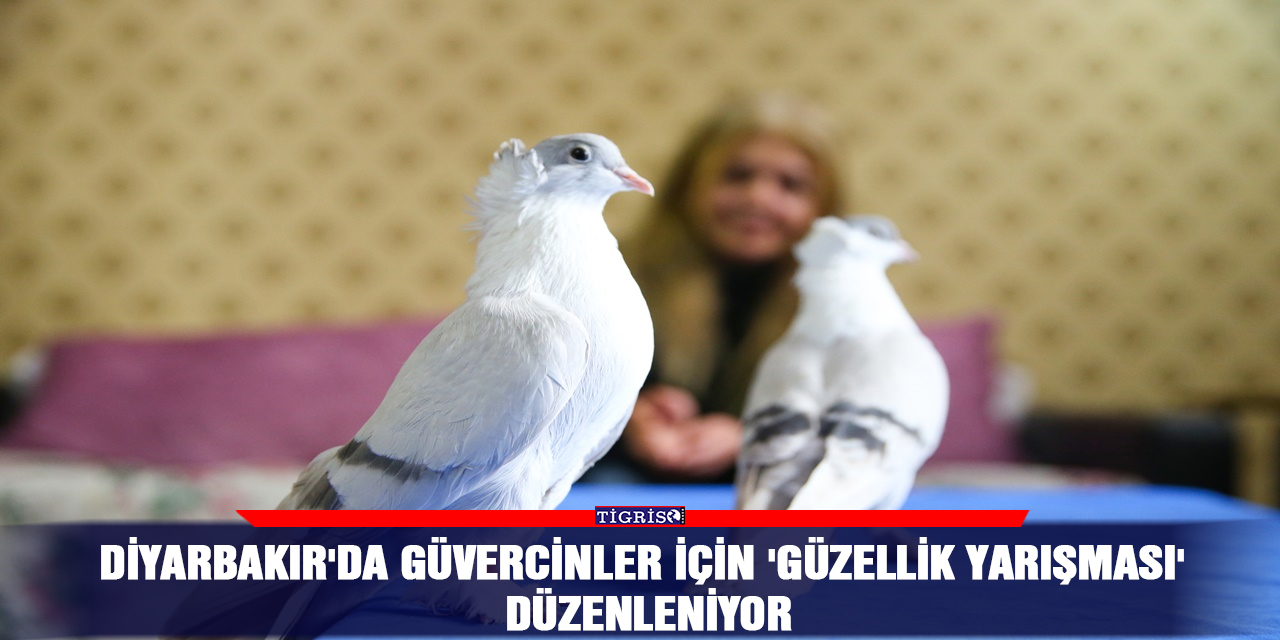 Diyarbakır'da güvercinler için 'güzellik yarışması' düzenleniyor