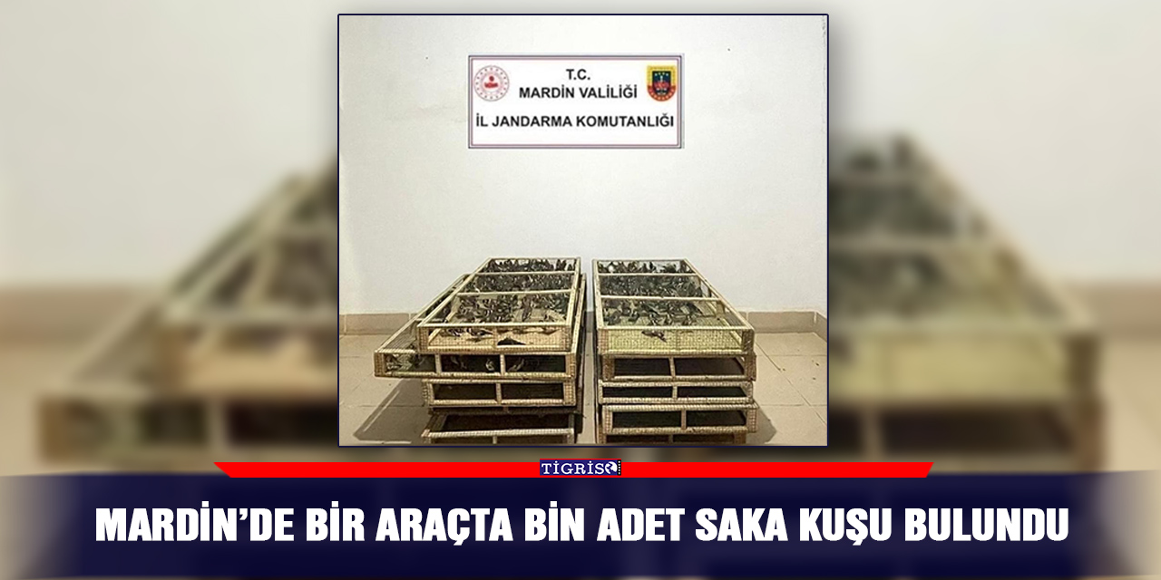 Mardin’de saka kuşu operasyonu