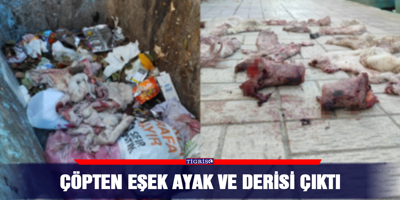 Çöpten eşek ayak ve derisi çıktı