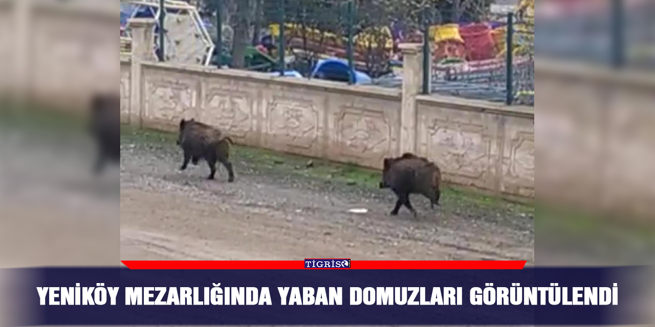 VİDEO - Yeniköy Mezarlığında yaban domuzları görüntülendi