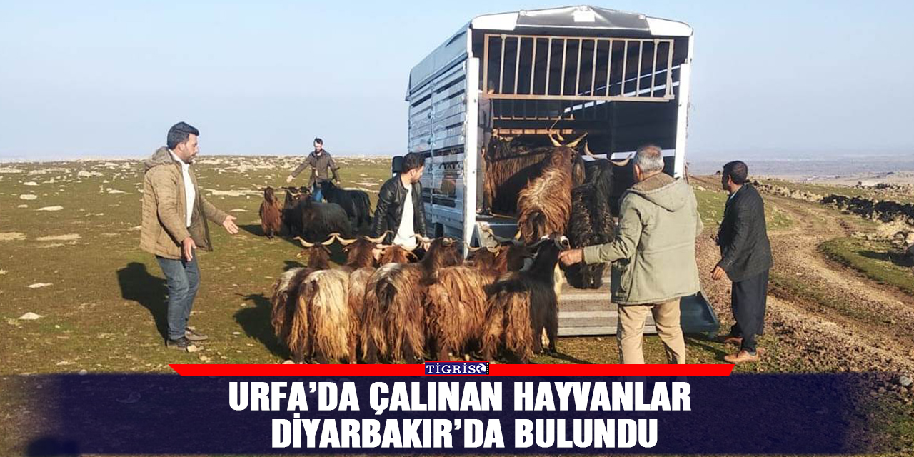 Urfa’da çalınan hayvanlar Diyarbakır’da bulundu