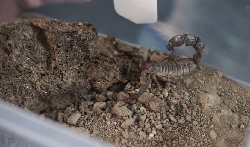 Akreplerin güçlü zehirleri için nasıl sağıldığını izleyin