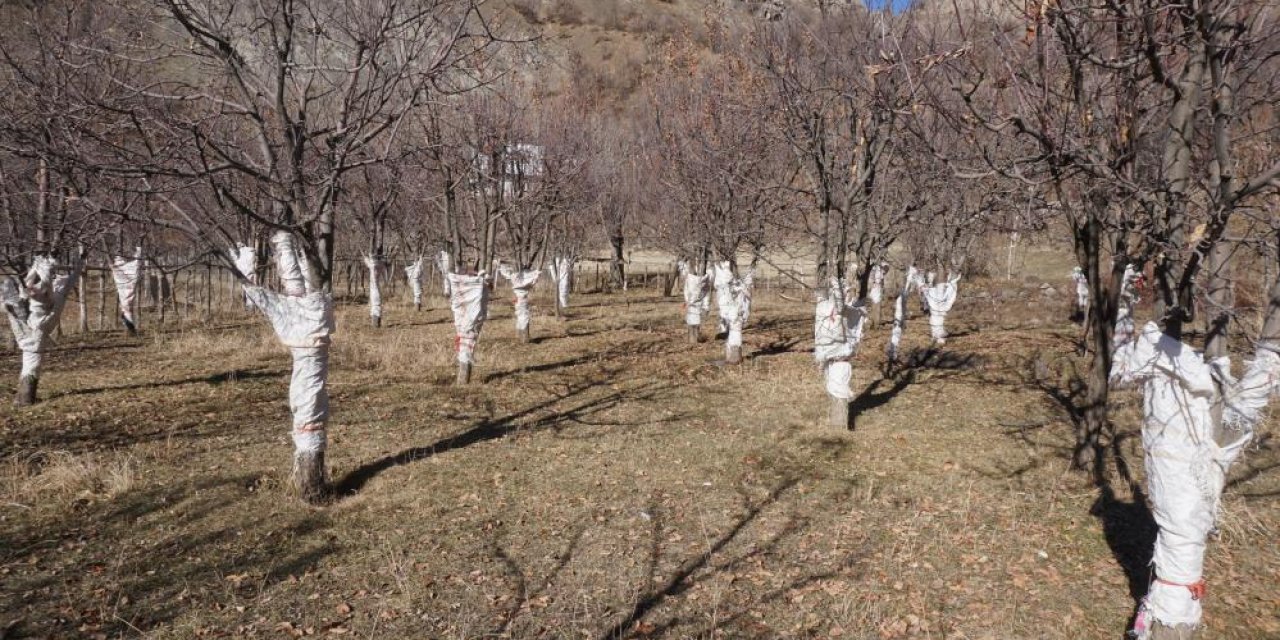 Yaban tavşanları köylüye rahat vermiyor