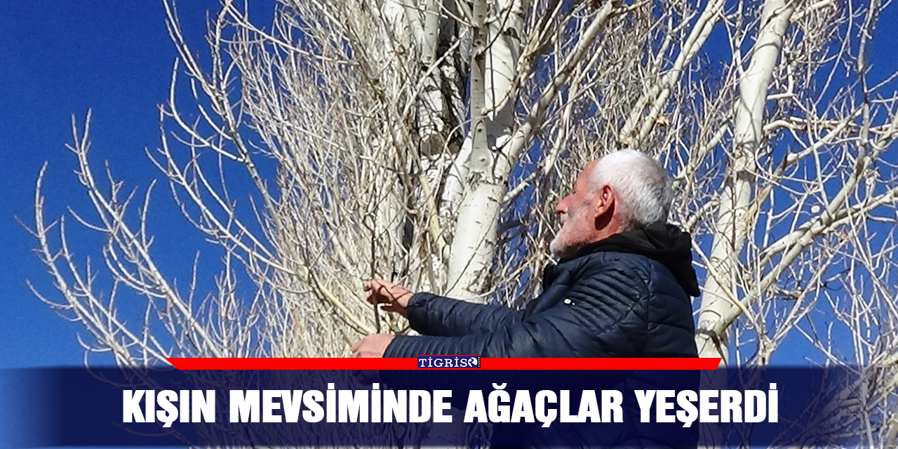 Kış mevsiminde ağaçlar yeşerdi
