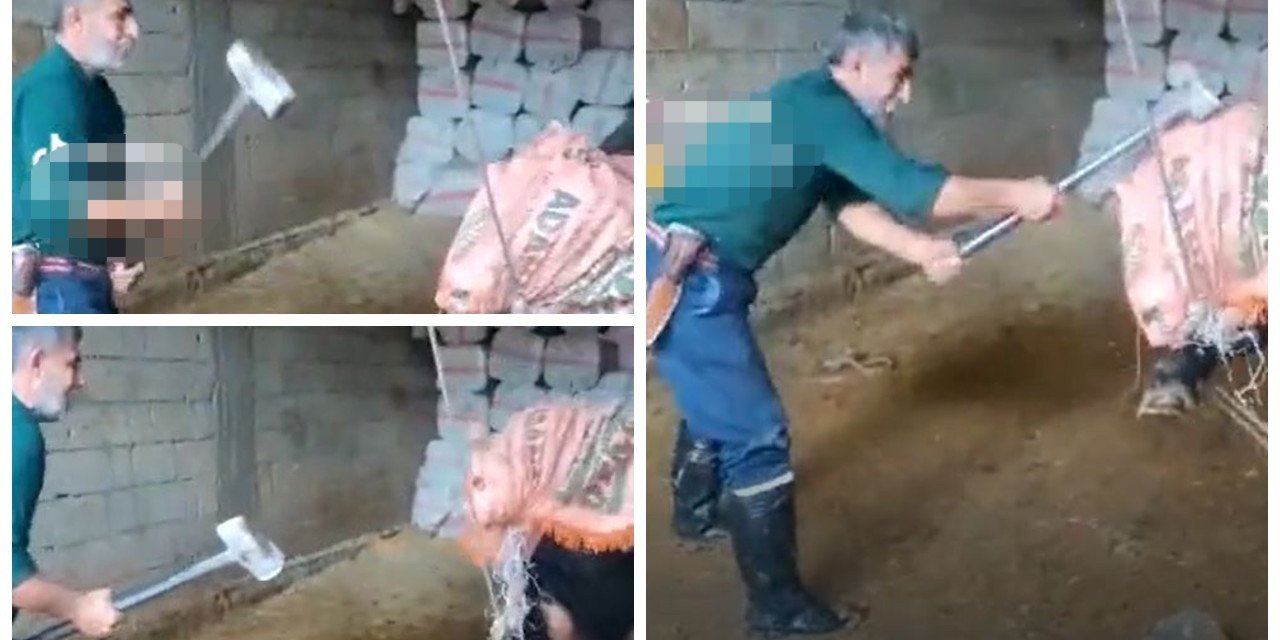 Balyozla boğaya eziyet eden sanık tahliye oldu