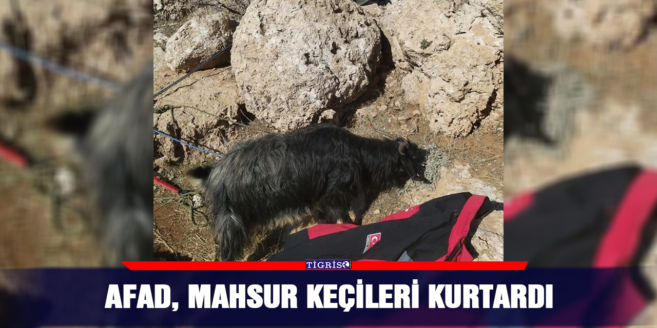AFAD, mahsur keçileri kurtardı